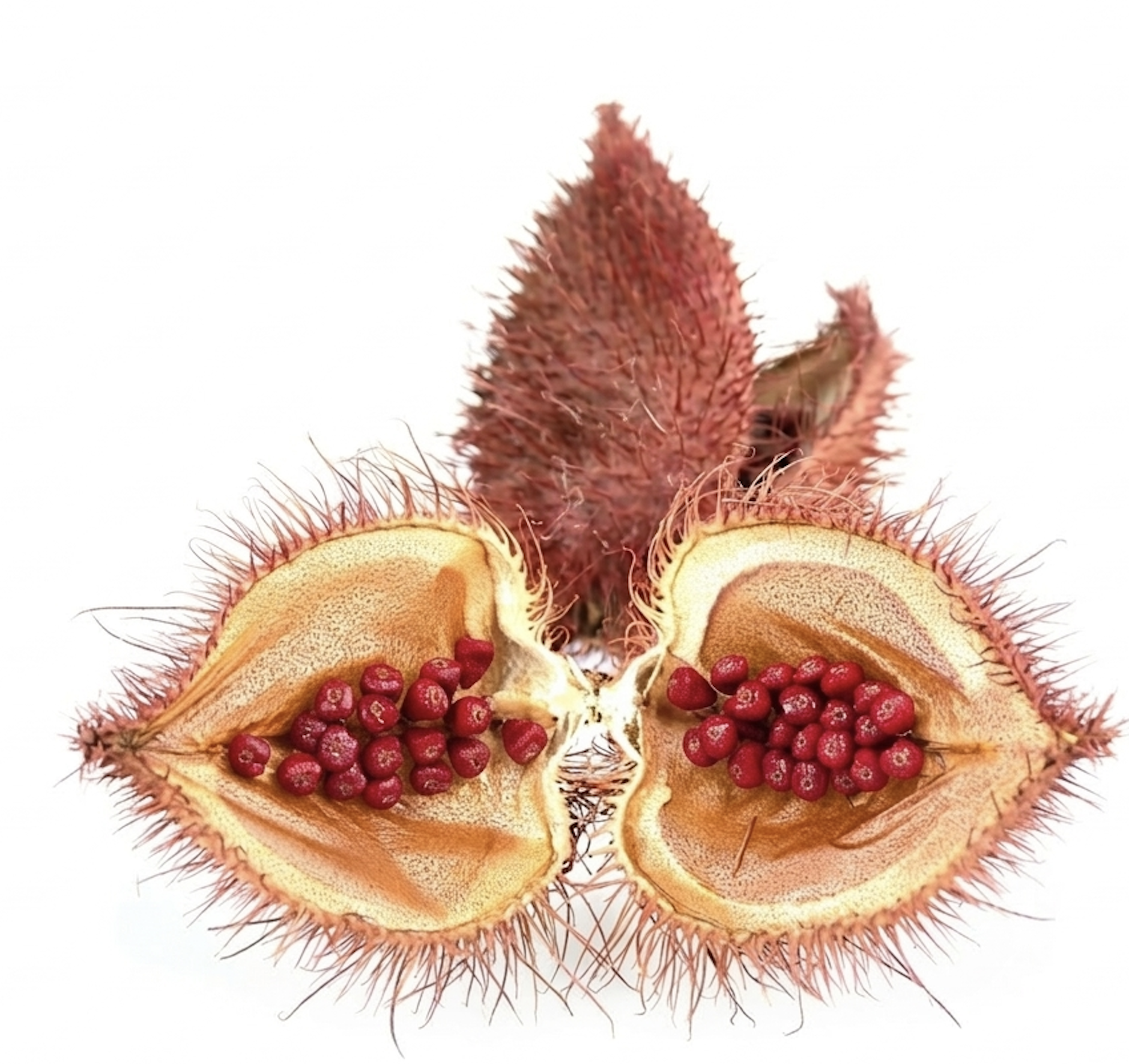 Annatto seeds from BioconColors, a raw source for natural colorants like Bixin and Norbixin.