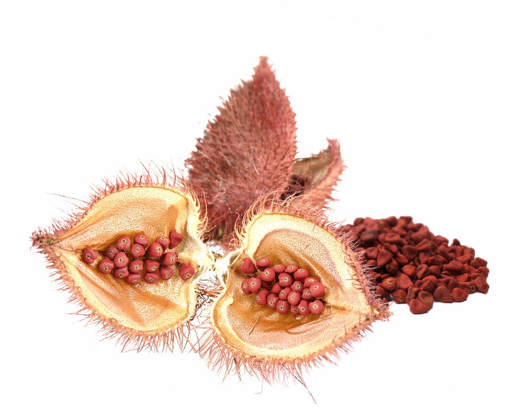 Annatto seeds from BioconColors, a raw source for natural colorants like Bixin and Norbixin.